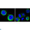 AXL Receptor Tyrosine Kinase antibody, LS-C812370, Lifespan Biosciences, Western Blot image 