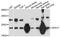 Sperm Autoantigenic Protein 17 antibody, STJ25667, St John