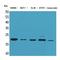 Fibroblast Growth Factor 20 antibody, LS-C386934, Lifespan Biosciences, Western Blot image 