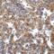 T Cell Immunoreceptor With Ig And ITIM Domains antibody, SD8829, ProSci, Immunohistochemistry paraffin image 