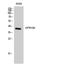 Relaxin Family Peptide/INSL5 Receptor 4 antibody, A09371, Boster Biological Technology, Western Blot image 