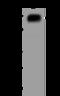 Rho GTPase Activating Protein 29 antibody, 205163-T38, Sino Biological, Western Blot image 