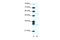 ATF4 antibody, 28-783, ProSci, Enzyme Linked Immunosorbent Assay image 