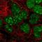 GPRIN Family Member 3 antibody, NBP2-55585, Novus Biologicals, Immunocytochemistry image 