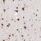 Brain Enriched Guanylate Kinase Associated antibody, PA5-51769, Invitrogen Antibodies, Immunohistochemistry paraffin image 