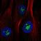 GGL antibody, HPA008121, Atlas Antibodies, Immunofluorescence image 