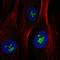 Gamma-Glutamyltransferase 5 antibody, HPA008121, Atlas Antibodies, Immunofluorescence image 