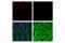 Actin Alpha 2, Smooth Muscle antibody, 36110S, Cell Signaling Technology, Immunofluorescence image 