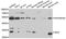 Inhibitor Of Growth Family Member 4 antibody, A02664-2, Boster Biological Technology, Western Blot image 