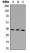 B Cell Receptor Associated Protein 31 antibody, orb235042, Biorbyt, Western Blot image 