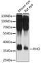 Rhodopsin antibody, LS-C750066, Lifespan Biosciences, Western Blot image 