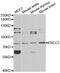 ERCC Excision Repair 3, TFIIH Core Complex Helicase Subunit antibody, PA5-76038, Invitrogen Antibodies, Western Blot image 