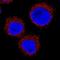 CD36 Molecule antibody, MAB19553, Novus Biologicals, Immunocytochemistry image 