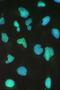 SWI/SNF Related, Matrix Associated, Actin Dependent Regulator Of Chromatin, Subfamily A, Member 4 antibody, A00223-1, Boster Biological Technology, Immunofluorescence image 