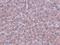 Lysine Demethylase 3B antibody, A08117, Boster Biological Technology, Immunohistochemistry frozen image 