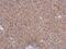 Phosphate Cytidylyltransferase 2, Ethanolamine antibody, NBP2-19735, Novus Biologicals, Immunohistochemistry paraffin image 