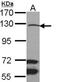 Mitogen-Activated Protein Kinase Kinase Kinase 9 antibody, NBP1-33704, Novus Biologicals, Western Blot image 