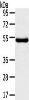 AT antibody, TA350524, Origene, Western Blot image 