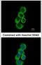 Betaine--Homocysteine S-Methyltransferase antibody, PA5-21470, Invitrogen Antibodies, Immunofluorescence image 