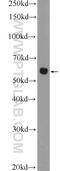 Carbohydrate Sulfotransferase 3 antibody, 12504-1-AP, Proteintech Group, Western Blot image 