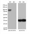 OTU Deubiquitinase 7B antibody, M04857, Boster Biological Technology, Western Blot image 