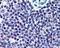 High Mobility Group 20A antibody, NB300-860, Novus Biologicals, Immunohistochemistry frozen image 