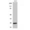 Lymphotoxin Beta antibody, LS-C384384, Lifespan Biosciences, Western Blot image 