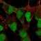 Developmental pluripotency-associated protein 4 antibody, HPA035249, Atlas Antibodies, Immunofluorescence image 