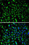 Prohibitin antibody, 15-044, ProSci, Immunofluorescence image 