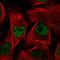 MORC family CW-type zinc finger protein 2 antibody, HPA000436, Atlas Antibodies, Immunofluorescence image 