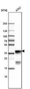 Nucleophosmin 1 antibody, NBP1-90047, Novus Biologicals, Western Blot image 