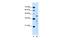 MARVEL Domain Containing 3 antibody, PA5-42629, Invitrogen Antibodies, Western Blot image 