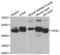 Adenylosuccinate Lyase antibody, LS-C334610, Lifespan Biosciences, Western Blot image 