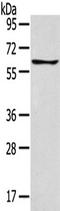 Glucagon Like Peptide 2 Receptor antibody, TA321635, Origene, Western Blot image 