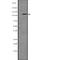 Phosphatidylinositol-4,5-Bisphosphate 3-Kinase Catalytic Subunit Beta antibody, abx146523, Abbexa, Western Blot image 