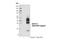 C-Type Lectin Domain Containing 7A antibody, 60128S, Cell Signaling Technology, Western Blot image 