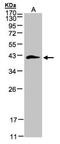 Biglycan antibody, PA5-27781, Invitrogen Antibodies, Western Blot image 