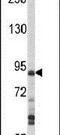 Mitogen-Activated Protein Kinase Kinase Kinase Kinase 1 antibody, PA5-15184, Invitrogen Antibodies, Western Blot image 