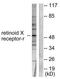 Retinoic acid receptor RXR-gamma antibody, TA312331, Origene, Western Blot image 