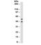 Keratin 8 antibody, 33-548, ProSci, Western Blot image 
