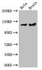 Ras GTPase-activating protein 1 antibody, orb25524, Biorbyt, Western Blot image 