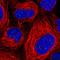 Ribonucleic Acid Export 1 antibody, HPA048795, Atlas Antibodies, Immunofluorescence image 