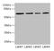 Chondroitin Sulfate N-Acetylgalactosaminyltransferase 2 antibody, CSB-PA006052LA01HU, Cusabio, Western Blot image 