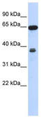 Regulator Of Chromosome Condensation 2 antibody, TA344837, Origene, Western Blot image 