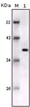 S100 Calcium Binding Protein B antibody, 32-214, ProSci, Enzyme Linked Immunosorbent Assay image 