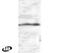 Forkhead Box G1 antibody, PA1-9043, Invitrogen Antibodies, Western Blot image 