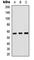 Cyclin Dependent Kinase Inhibitor 1C antibody, abx121872, Abbexa, Western Blot image 