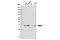 High Mobility Group Box 1 antibody, 6893S, Cell Signaling Technology, Western Blot image 