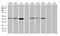 Protein FAM54A antibody, M14757, Boster Biological Technology, Western Blot image 