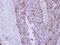 Dihydrolipoamide S-Acetyltransferase antibody, NBP2-20026, Novus Biologicals, Immunohistochemistry frozen image 